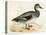 Gadwall-Beverley R. Morris-Premier Image Canvas