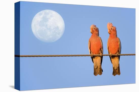 Galah a Pair of Galahs in Love Sit on a Rope-null-Premier Image Canvas