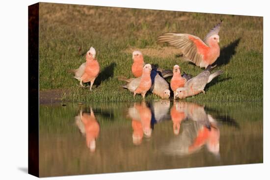 Galah II-Howard Ruby-Premier Image Canvas