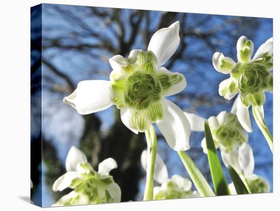 Galanthus Nivalis 'Flore Pleno'-Cordelia Molloy-Premier Image Canvas