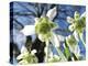 Galanthus Nivalis 'Flore Pleno'-Cordelia Molloy-Premier Image Canvas