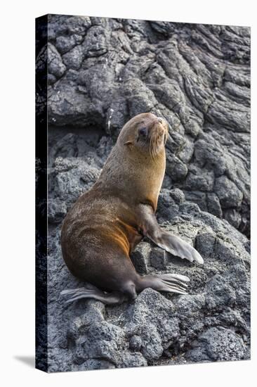 Galapagos Fur Seal (Arctocephalus Galapagoensis) Hauled Out at Puerto Egas-Michael Nolan-Premier Image Canvas