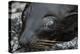 Galapagos Fur Seal, Galapagos Islands, Ecuador-Pete Oxford-Premier Image Canvas