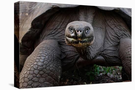 Galapagos giant tortoise. Galapagos Islands, Ecuador.-Adam Jones-Premier Image Canvas