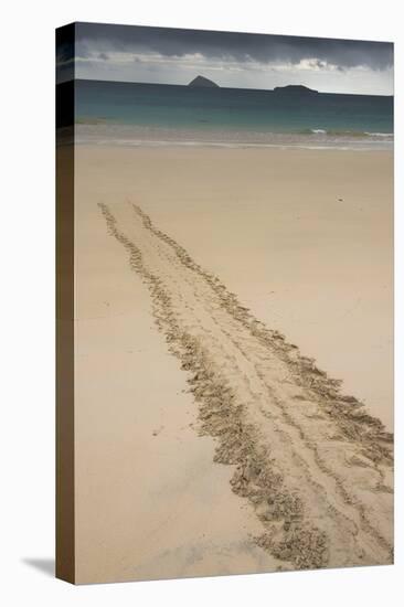 Galapagos Green Sea Turtle Tracks. Floreana Island, Galapagos, Ecuador-Pete Oxford-Premier Image Canvas