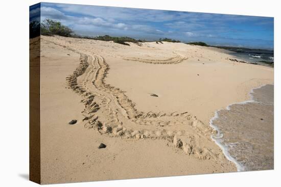 Galapagos Green Sea Turtle Tracks. las Bachas, Galapagos, Ecuador-Pete Oxford-Premier Image Canvas