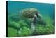 Galapagos Green Sea Turtle Underwater, Galapagos Islands, Ecuador-Pete Oxford-Premier Image Canvas