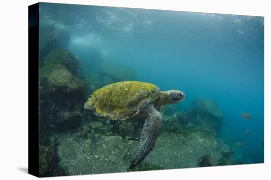 Galapagos Green Sea Turtle Underwater, Galapagos Islands, Ecuador-Pete Oxford-Premier Image Canvas