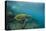 Galapagos Green Sea Turtle Underwater, Galapagos Islands, Ecuador-Pete Oxford-Premier Image Canvas