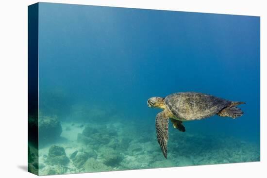 Galapagos Green Sea Turtle Underwater, Galapagos Islands, Ecuador-Pete Oxford-Premier Image Canvas