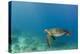 Galapagos Green Sea Turtle Underwater, Galapagos Islands, Ecuador-Pete Oxford-Premier Image Canvas