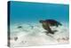 Galapagos Green Sea Turtle Underwater, Galapagos Islands, Ecuador-Pete Oxford-Premier Image Canvas