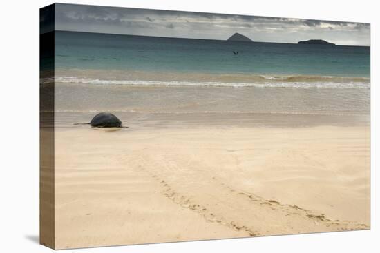 Galapagos Green Turtle Nesting. Floreana Island, Galapagos, Ecuador-Pete Oxford-Premier Image Canvas