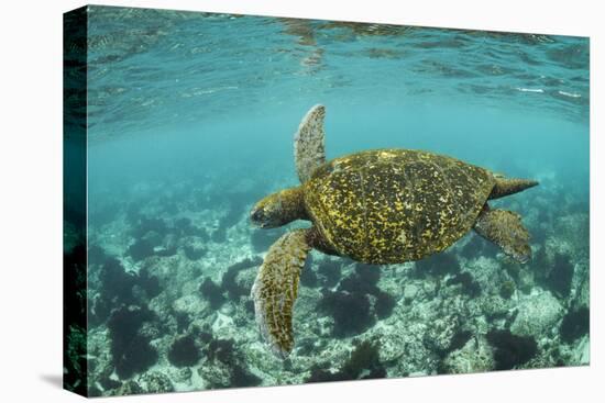 Galapagos green turtle swimming, Galapagos-Nick Hawkins-Premier Image Canvas