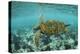 Galapagos green turtle swimming, Galapagos-Nick Hawkins-Premier Image Canvas