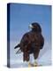 Galapagos Hawk, Espanola/Hood Is, Galapagos Islands, Ecuador-Pete Oxford-Premier Image Canvas