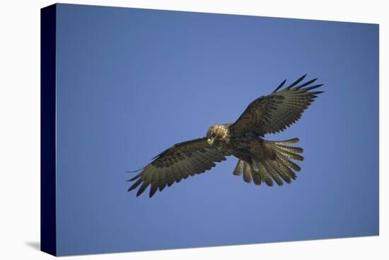 Galapagos Hawk Hovering-DLILLC-Premier Image Canvas