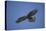 Galapagos Hawk Hovering-DLILLC-Premier Image Canvas