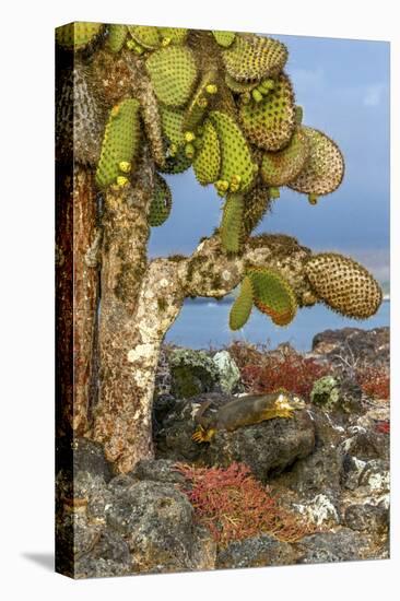 Galapagos Islands, Ecuador, Galapagos land iguana-Art Wolfe-Premier Image Canvas