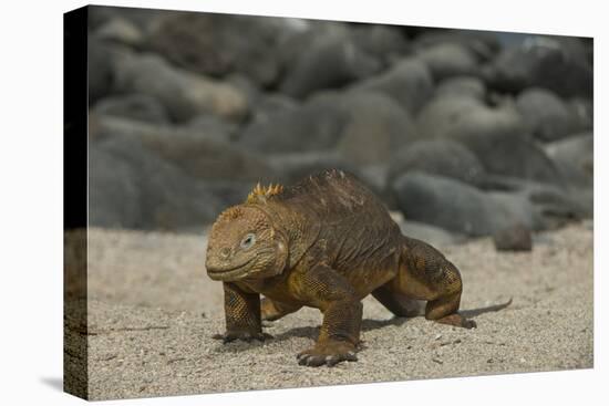 Galapagos Land Iguana, North Seymour Island Galapagos Islands, Ecuador-Pete Oxford-Premier Image Canvas