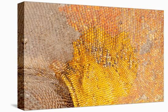 Galapagos land iguana skin and scales close-up, Galapagos-Tui De Roy-Premier Image Canvas