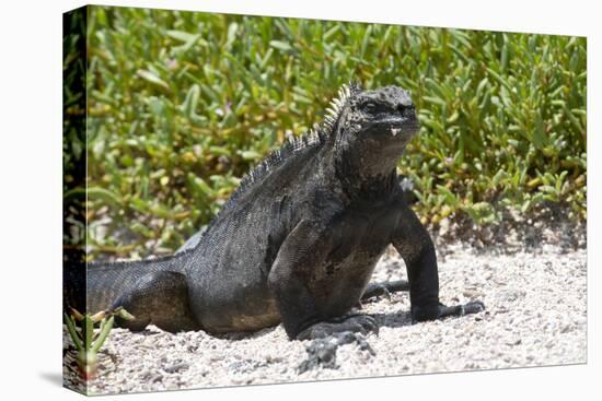 Galapagos Marine Iguana, West Coast of San Cristobal Island, Galapagos Islands-Diane Johnson-Premier Image Canvas