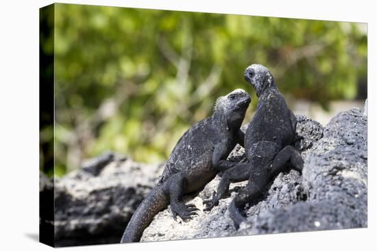 Galapagos Marine Iguanas on the Beach, Isabela Island, Galapagos Islands-Diane Johnson-Premier Image Canvas