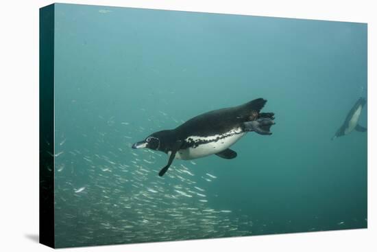 Galapagos Penguin (Spheniscus Mendiculus), Galapagos Islands, Ecuador-Pete Oxford-Premier Image Canvas