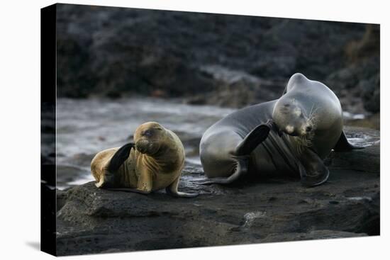 Galapagos Sea Lion and Pup on Rocks-DLILLC-Premier Image Canvas