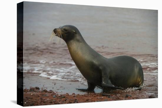 Galapagos Sea Lion Emerging onto the Beach, Galapagos, Ecuador-Pete Oxford-Premier Image Canvas