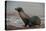 Galapagos Sea Lion Emerging onto the Beach, Galapagos, Ecuador-Pete Oxford-Premier Image Canvas