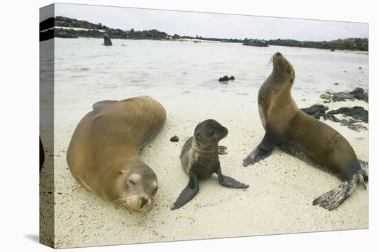 Galapagos Sea Lion Family-DLILLC-Premier Image Canvas