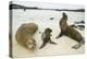 Galapagos Sea Lion Family-DLILLC-Premier Image Canvas