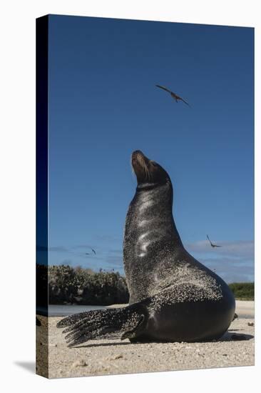 Galapagos Sea Lion Galapagos, Ecuador-Pete Oxford-Premier Image Canvas