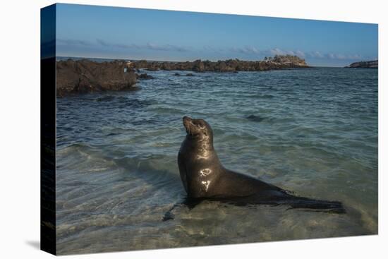 Galapagos Sea Lion Galapagos, Ecuador-Pete Oxford-Premier Image Canvas