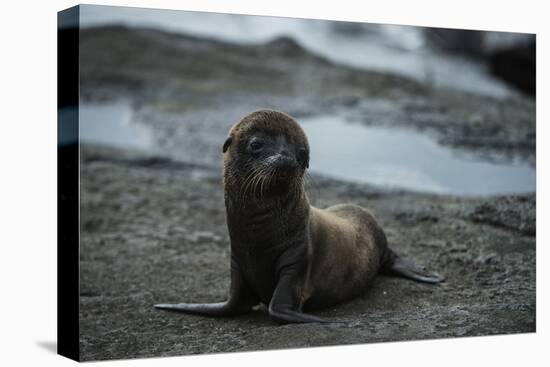 Galapagos Sea Lion Galapagos, Ecuador-Pete Oxford-Premier Image Canvas