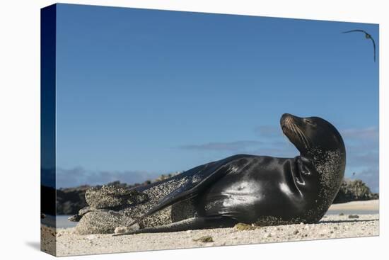 Galapagos Sea Lion, Galapagos, Ecuador-Pete Oxford-Premier Image Canvas