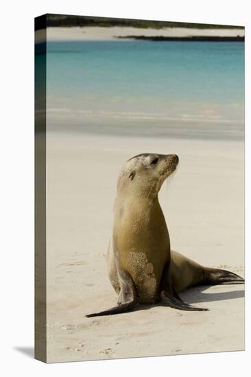 Galapagos Sea Lion on the Beach, San Cristobal, Galapagos, Ecuador-Cindy Miller Hopkins-Premier Image Canvas