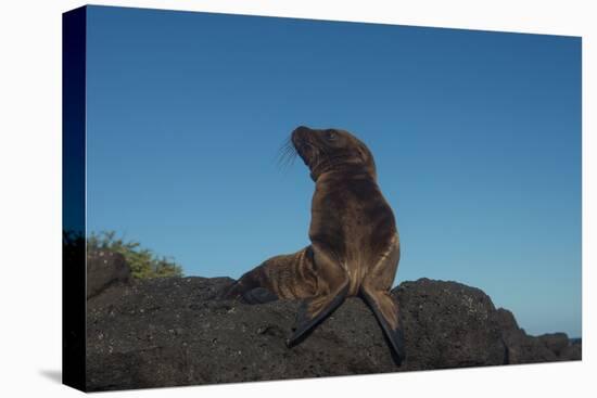 Galapagos Sea Lion Pup, Galapagos, Ecuador-Pete Oxford-Premier Image Canvas