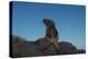 Galapagos Sea Lion Pup, Galapagos, Ecuador-Pete Oxford-Premier Image Canvas