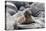 Galapagos Sea Lion Pup-Ilan Ben Tov-Premier Image Canvas