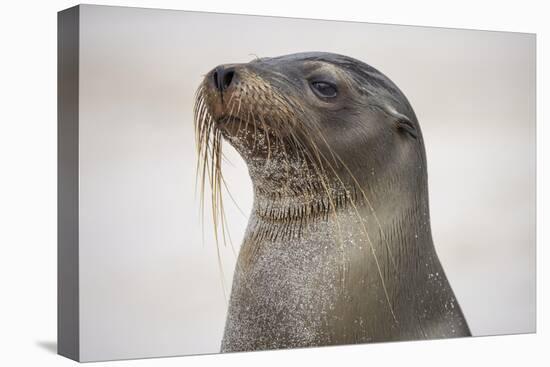 Galapagos sea lion, San Cristobal Island, Galapagos Islands, Ecuador.-Adam Jones-Premier Image Canvas