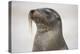 Galapagos sea lion, San Cristobal Island, Galapagos Islands, Ecuador.-Adam Jones-Premier Image Canvas