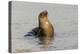 Galapagos sea lion, San Cristobal Island, Galapagos Islands, Ecuador.-Adam Jones-Premier Image Canvas