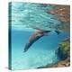 Galapagos Sea Lion Swimming Underwater, Ecuador-null-Premier Image Canvas