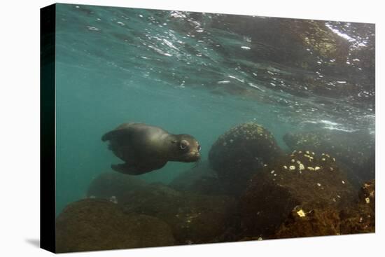 Galapagos Sea Lion Underwater, Galapagos, Ecuador-Pete Oxford-Premier Image Canvas