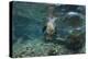 Galapagos Sea Lion Underwater, Galapagos, Ecuador-Pete Oxford-Premier Image Canvas