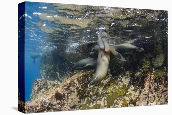 Galapagos Sea Lion Underwater, Galapagos, Ecuador-Pete Oxford-Premier Image Canvas