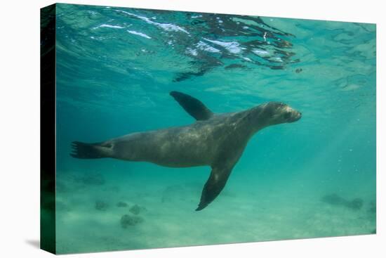 Galapagos Sea Lion Underwater, Galapagos, Ecuador-Pete Oxford-Premier Image Canvas