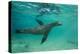 Galapagos Sea Lion Underwater, Galapagos, Ecuador-Pete Oxford-Premier Image Canvas